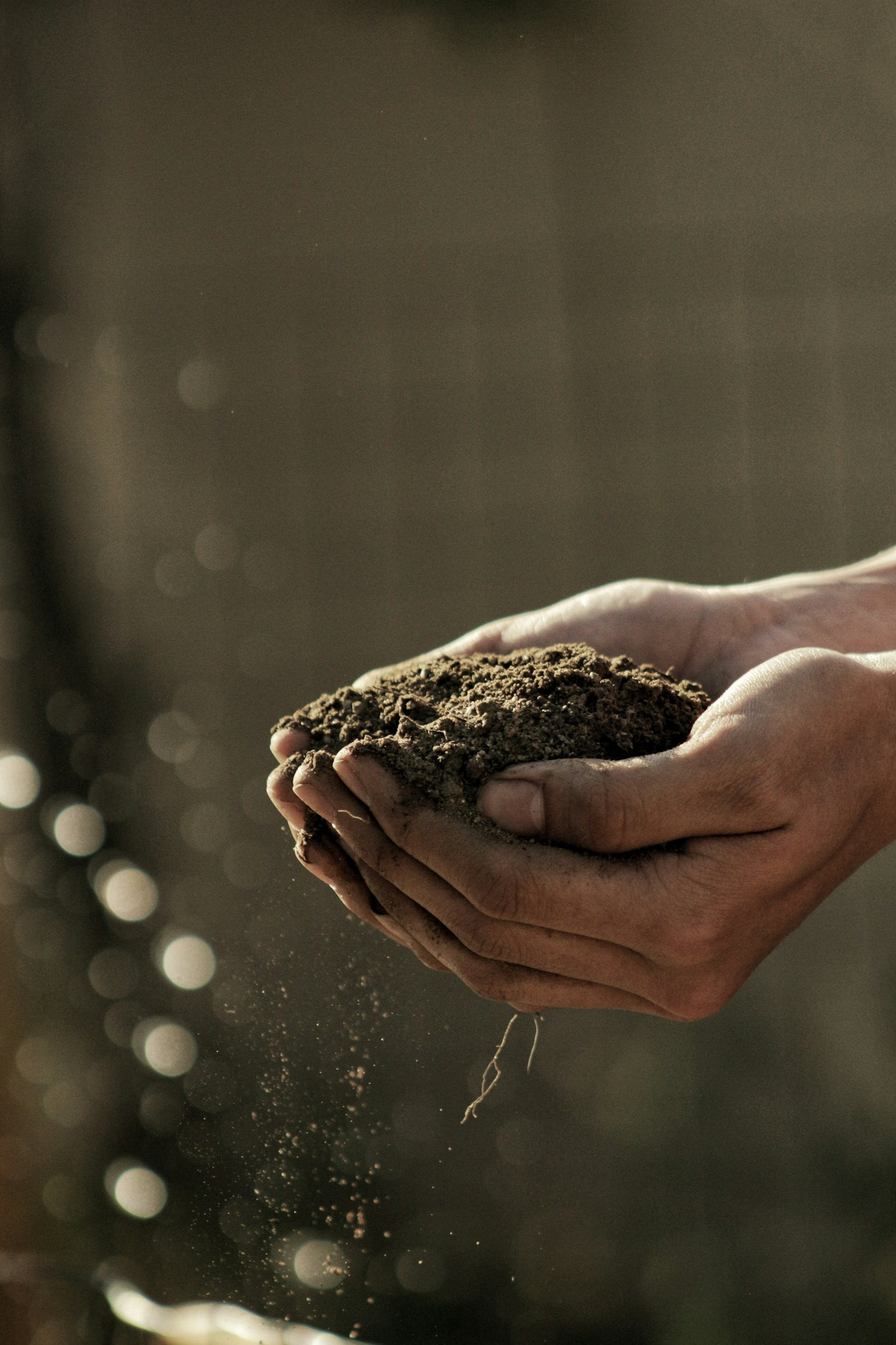 10 Steps to Build Your Own Sustainable Garden