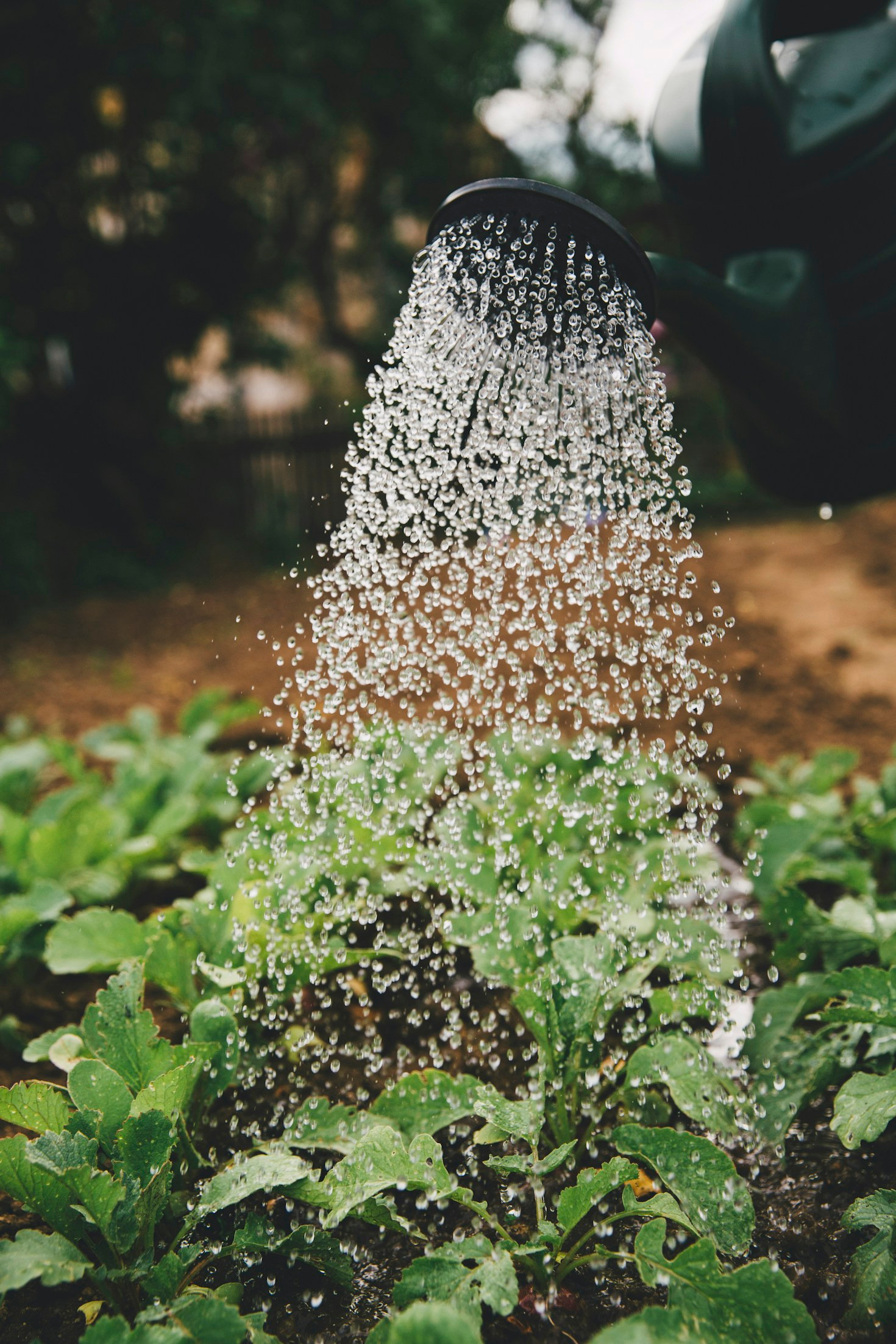 Why Mentorship Matters in Sustainable Farming