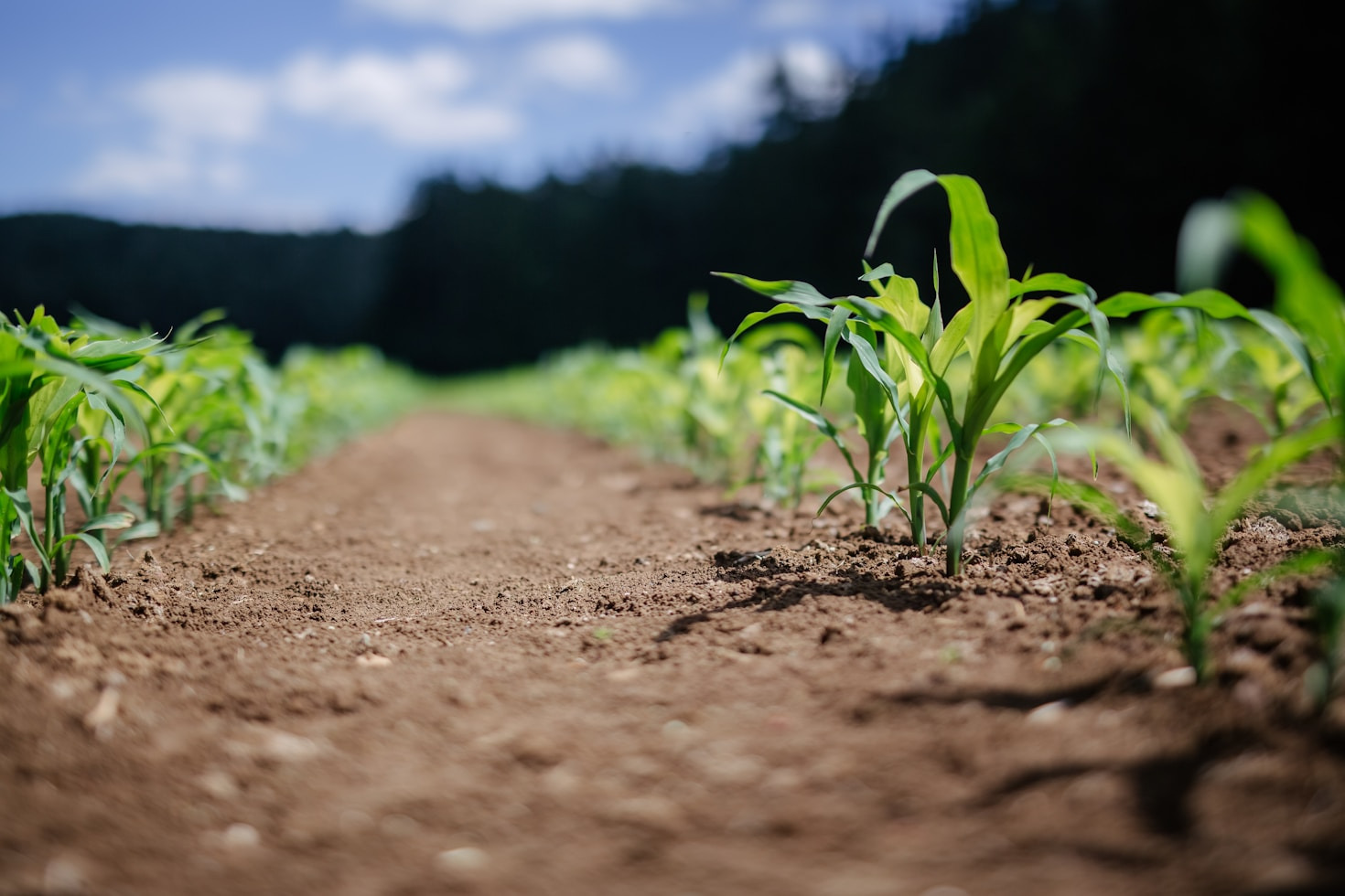 Empowering Families Through Hands-On Food Cultivation